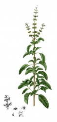 Tulsi Kraut bio